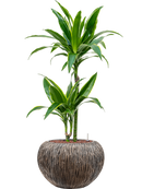 Pot luxe lite globe bronze