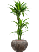 Pot luxe lite globe bronze