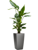 Pot premium kubis anthracite