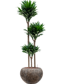 Pot luxe lite globe bronze