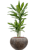 Pot luxe lite globe bronze