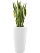 Pot premium partner blanche