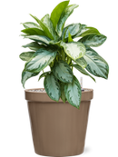 Pot feliz couple beige