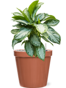 Pot feliz couple orange