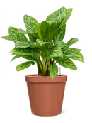 Pot feliz couple orange