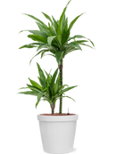 Pot feliz couple blanche