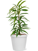 Pot feliz couple blanche