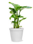 Pot feliz couple blanche