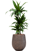 Pot opus emperor d'or