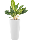 Pot premium partner blanche