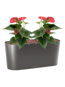 Pot modèles de table oval anthracite