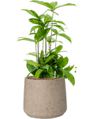 Pot rough darcy grise