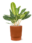 Pot chao cylinder orange