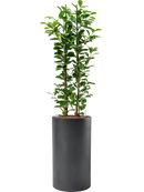 Pot basic cylinder grise