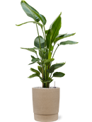 Pot chao cylinder grise