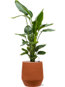 Pot humus darcy orange