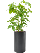 Pot basic cylinder grise