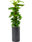 Pot basic cylinder grise