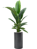 Pot basic cylinder grise