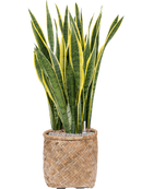 Pot bohemian cylinder marron