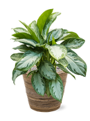 Pot paniers  couple marron