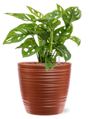 Pot groove couple rouge