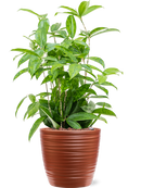 Pot groove couple rouge