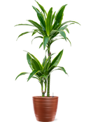 Pot groove couple rouge