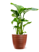 Pot groove couple rouge