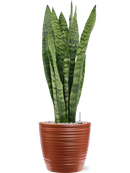 Pot groove couple rouge