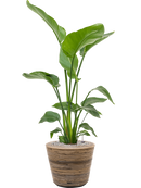 Pot paniers  couple marron