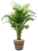 Pot paniers  couple marron