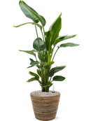 Pot paniers  couple marron