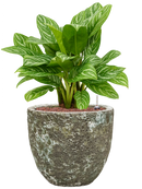 Pot lava couple verte