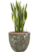 Pot lava couple verte