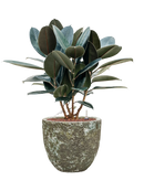 Pot lava couple verte