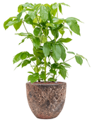 Pot lava couple rouge