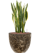 Pot lava couple noire