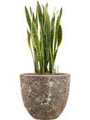 Pot lava couple marron