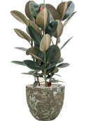 Pot lava couple verte