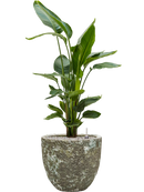 Pot lava couple verte