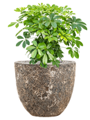 Pot lava couple marron