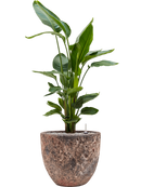 Pot lava couple rouge