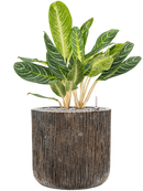 Pot luxe lite cylinder bronze