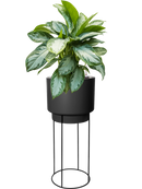 Pot b.for sur pieds noire