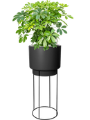 Pot b.for sur pieds noire