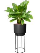 Pot b.for sur pieds noire