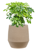 Pot humus emperor grise