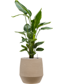 Pot humus emperor grise