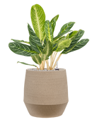 Pot humus emperor grise